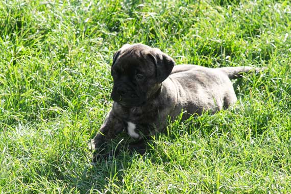 Een nieuwe puppy in huis